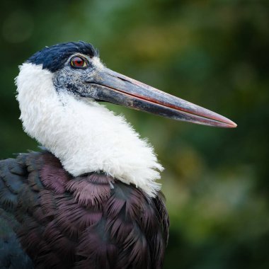 Beyaz bir pelikana yaklaş.
