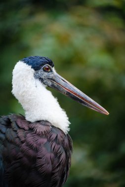 Doğadaki güzel kuşun manzarası