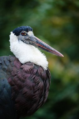 Beyaz bir pelikana yaklaş.