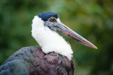 Doğadaki güzel kuşun manzarası