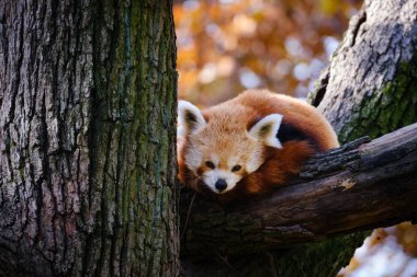 Ormandaki kırmızı panda