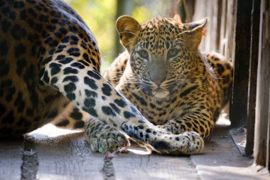 Hayvanat bahçesindeki leopar