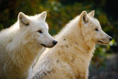 Ormandaki beyaz kurt