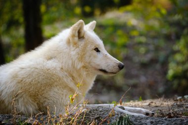 ormanda bir kurt portresi