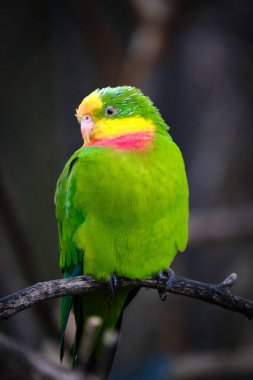 Hayvanat bahçesindeki güzel papağan