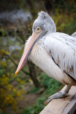 Hayvanat bahçesinde beyaz pelikan