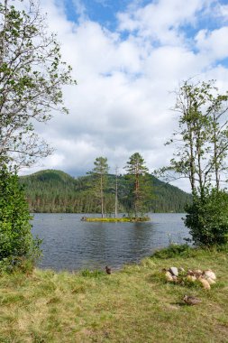 Göl ve ormanlı güzel bir manzara.