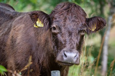 Bir ineğin çayırdaki yakın çekimi.