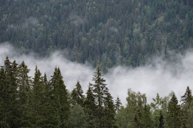 Ağaçlar ve ormanlarla dolu güzel bir manzara.