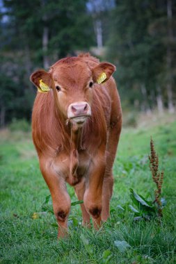 Çayırda kahverengi bir inek