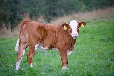 Yazın çayırdaki inek.