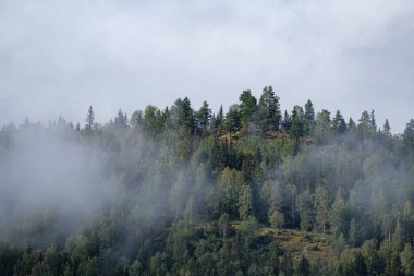 Ağaçlar ve ormanlarla dolu güzel bir manzara.