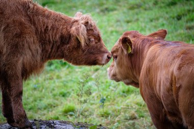 Kahverengi bir geyiğin yakın plan fotoğrafı.