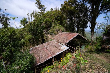 Ormandaki eski ahşap ev