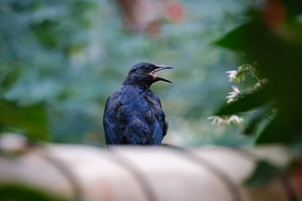 Tiro Close Pássaro Preto Branco — Fotografia de Stock