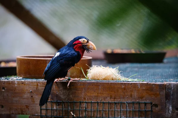 Pájaro Está Sentado Árbol Zoológico — Foto de Stock