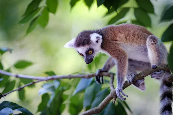 Lemur Sitter Trädgren — Stockfoto