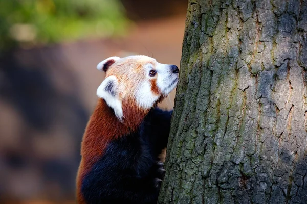 portrait of cute red panda