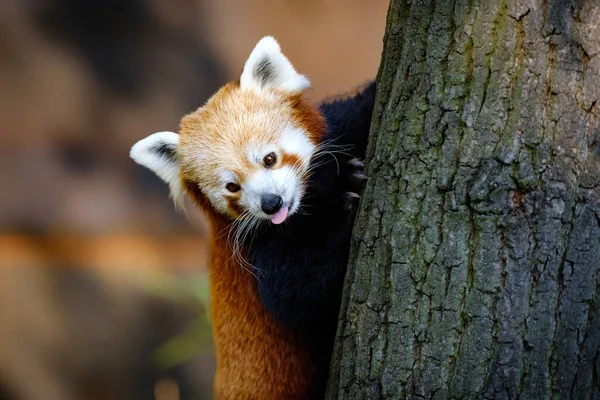 Retrato Lindo Panda Rojo — Foto de Stock