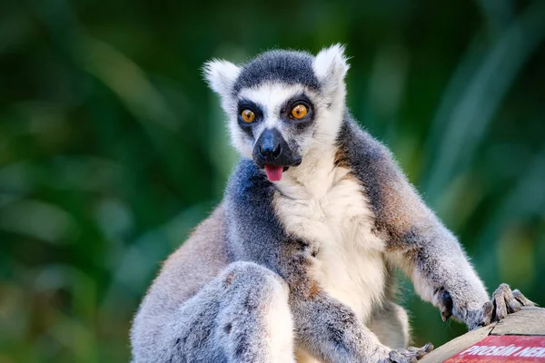 Nahaufnahme Eines Lemurs Der Auf Einem Ast Sitzt — Stockfoto