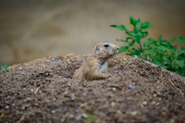 a closeup shot of a cute squirrel on a rock