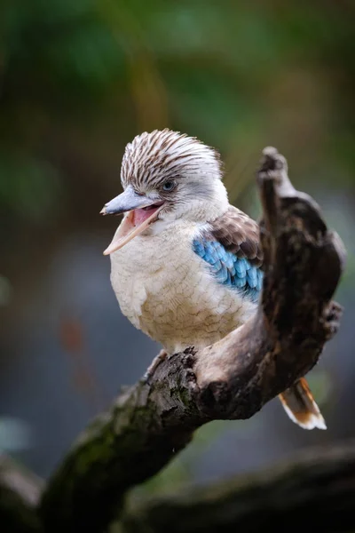 Güzel Bir Kuşun Yakın Çekimi — Stok fotoğraf