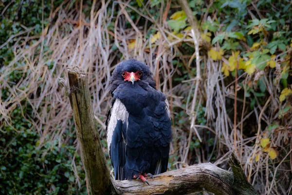 Bir Kuşun Siyah Beyaz Fotoğrafı — Stok fotoğraf