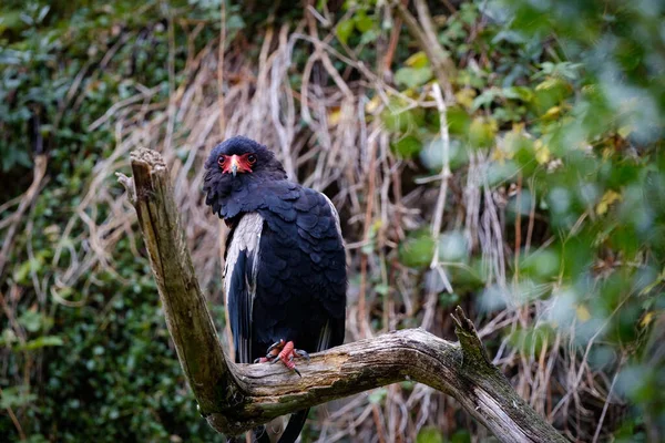 Bir Kuşun Siyah Beyaz Fotoğrafı — Stok fotoğraf