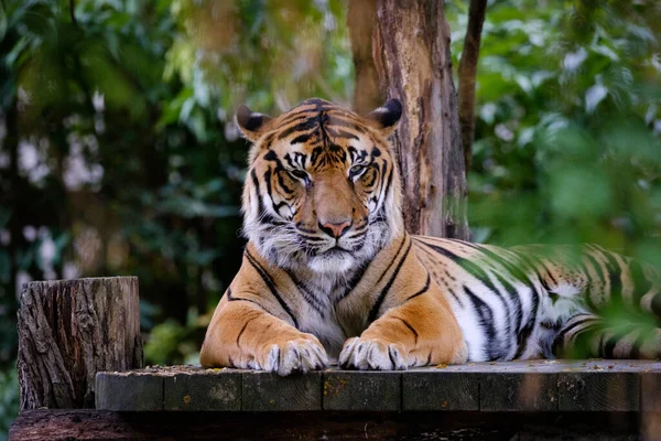 Tigre Hermoso Zoológico — Foto de Stock