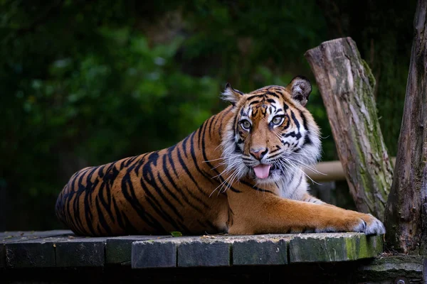 Bella Tigre Allo Zoo — Foto Stock