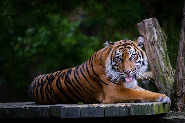 Bella Tigre Allo Zoo — Foto Stock