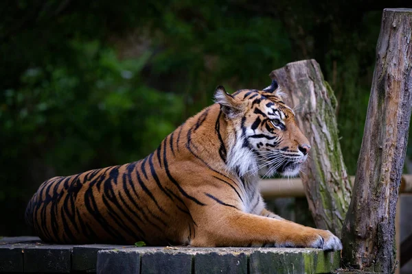 Bella Tigre Allo Zoo — Foto Stock