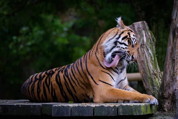 Primo Piano Una Tigre — Foto Stock