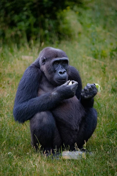 Gorila Bosque —  Fotos de Stock