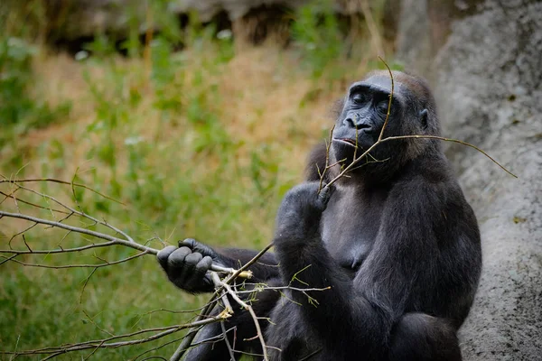 Närbild Svart Gorilla Som Sitter Sten — Stockfoto