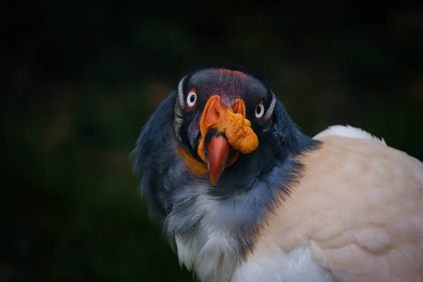 Närbild Fågel — Stockfoto