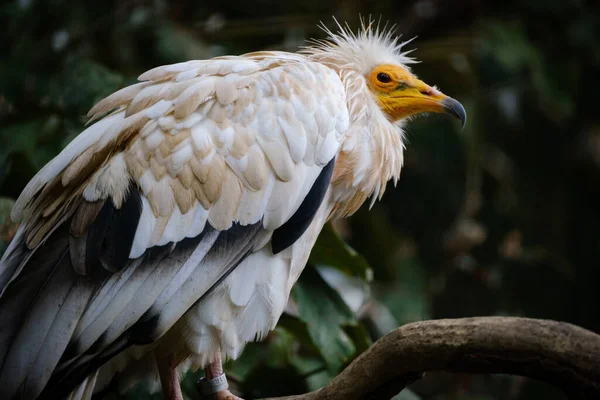 Primer Plano Águila Blanca — Foto de Stock