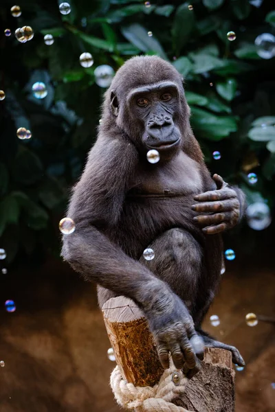 Närbild Gorilla Djungeln — Stockfoto
