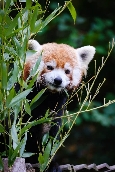 Panda Bosque — Foto de Stock