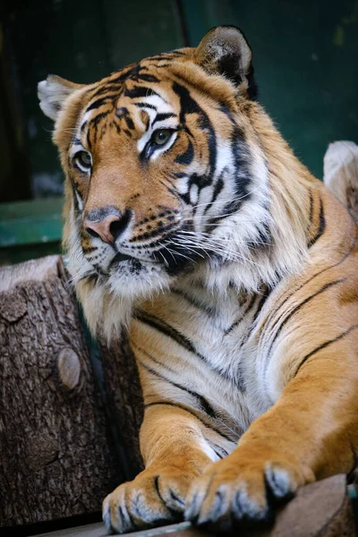 Ritratto Una Bella Tigre — Foto Stock