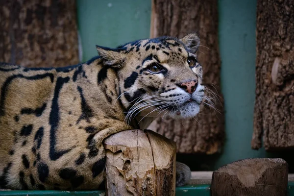 Κοντινό Πορτραίτο Μιας Τίγρης Bengal — Φωτογραφία Αρχείου