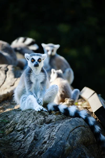 Lêmure Branco Zoológico — Fotografia de Stock