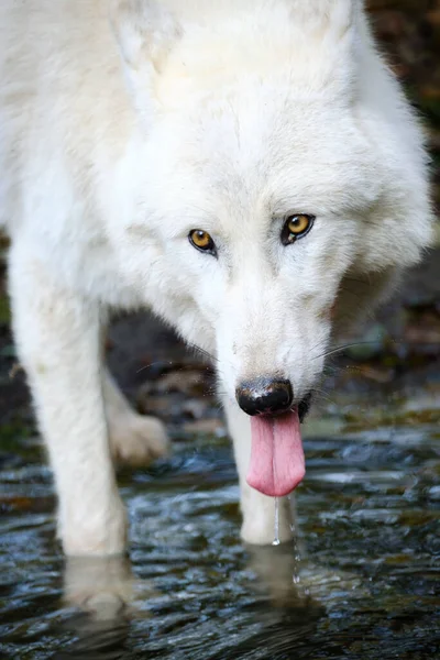Parktaki Beyaz Köpek — Stok fotoğraf