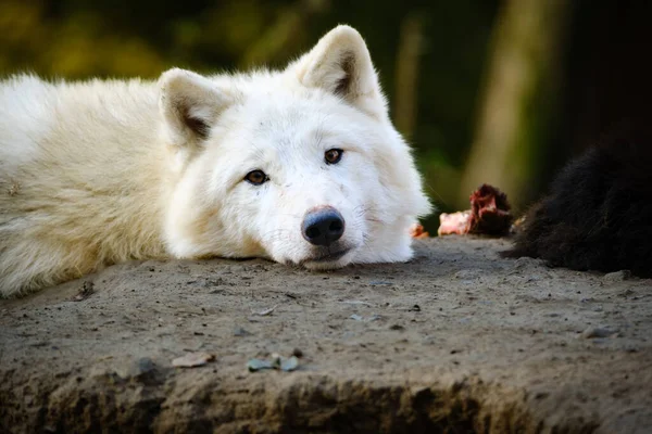 Λευκός Λύκος Στο Δάσος — Φωτογραφία Αρχείου