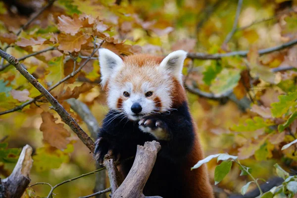 Panda Roșu Pădure — Fotografie, imagine de stoc