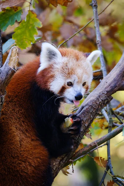 Roter Panda Auf Dem Baum — Stockfoto