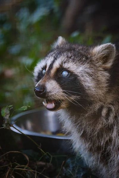 Closeup Shot Cute Raccoon — Stock Photo, Image