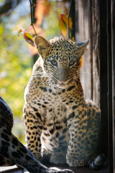 Leopardo Zoológico —  Fotos de Stock