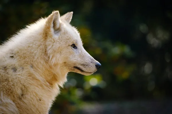 아름다운 늑대의 초상화 — 스톡 사진