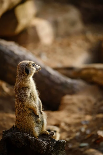 Meerkat Suricata Suricatta Suricate Animal Wildlife Fauna — Stock fotografie